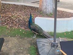 -J Create城市露营咖啡·简餐·宠物(上海动物园店)