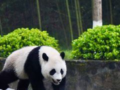 -都江堰中华大熊猫苑