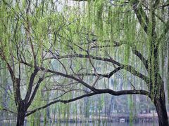 -银树楼(紫玉山庄东区店)