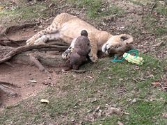 -西霞口神雕山野生动物世界