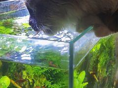 -浣熊柯尔鸭土拨鼠·电玩咖