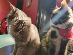 -猫色咖啡·猫咖