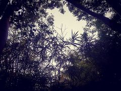 -大屏嶂森林公园