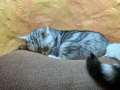 -猫猫幼稚园·撸猫·桌游·电玩