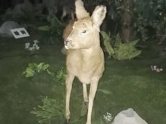 -吉林省自然博物馆