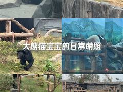 -武汉动物园