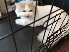 -志龙皇冠吃货椰子铺