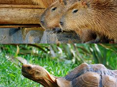 -云南野生动物园