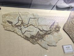 -辽宁古生物博物馆