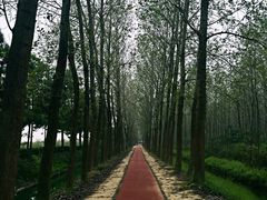 滨湖湿地公园-合肥滨湖国家森林公园