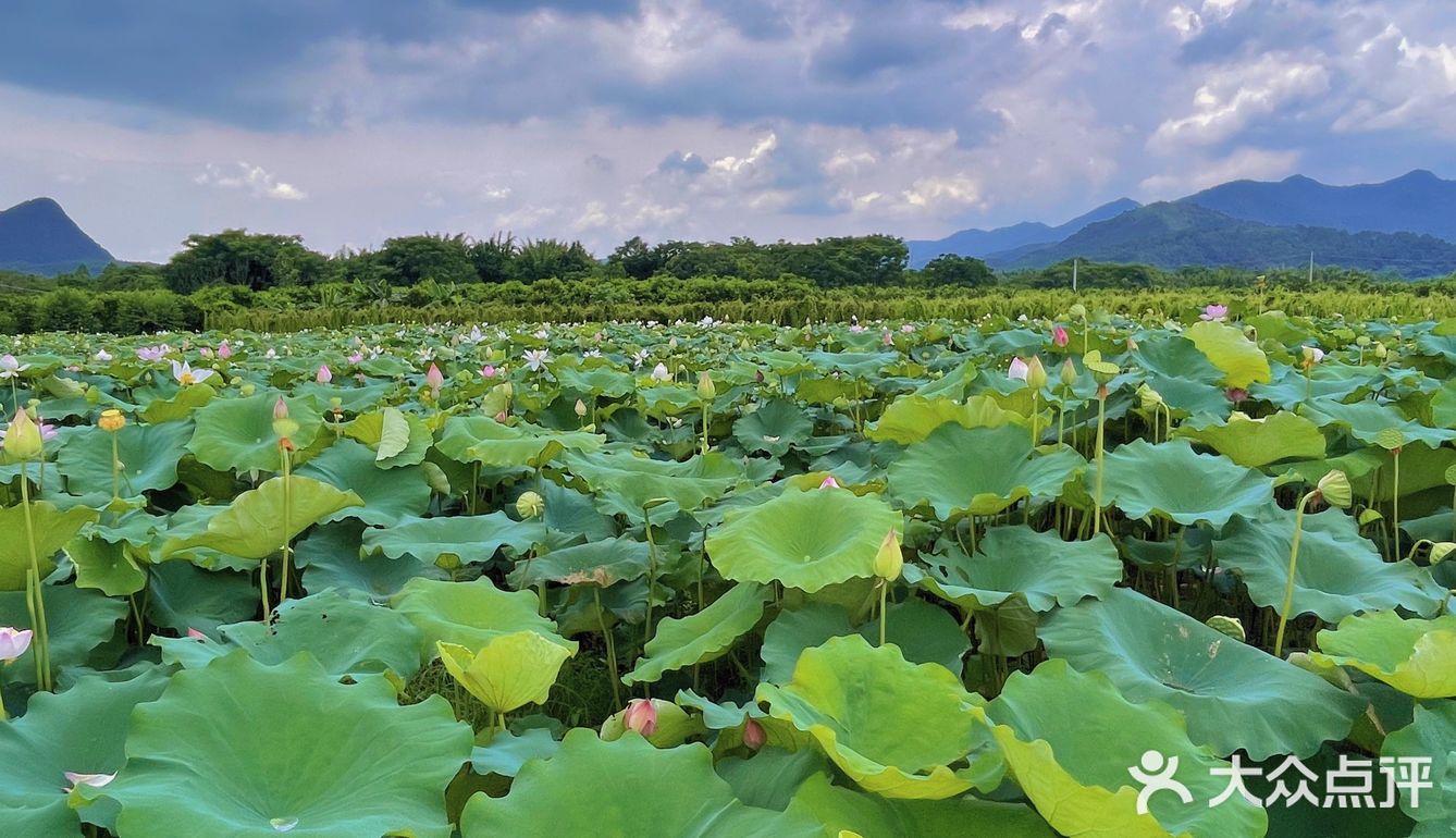 韶关旅游0元拍大片枫湾荷花世界