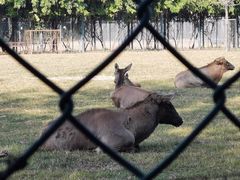 -北京麋鹿生态实验中心