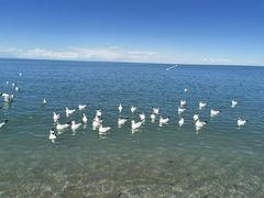 -青海湖国家重点风景名胜区