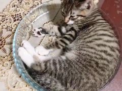 -安安宠医·安宠宠物医院