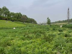 -洨河生态公园
