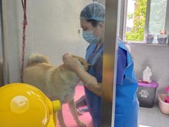 -宠福鑫康馨动物医院·骨科·眼科