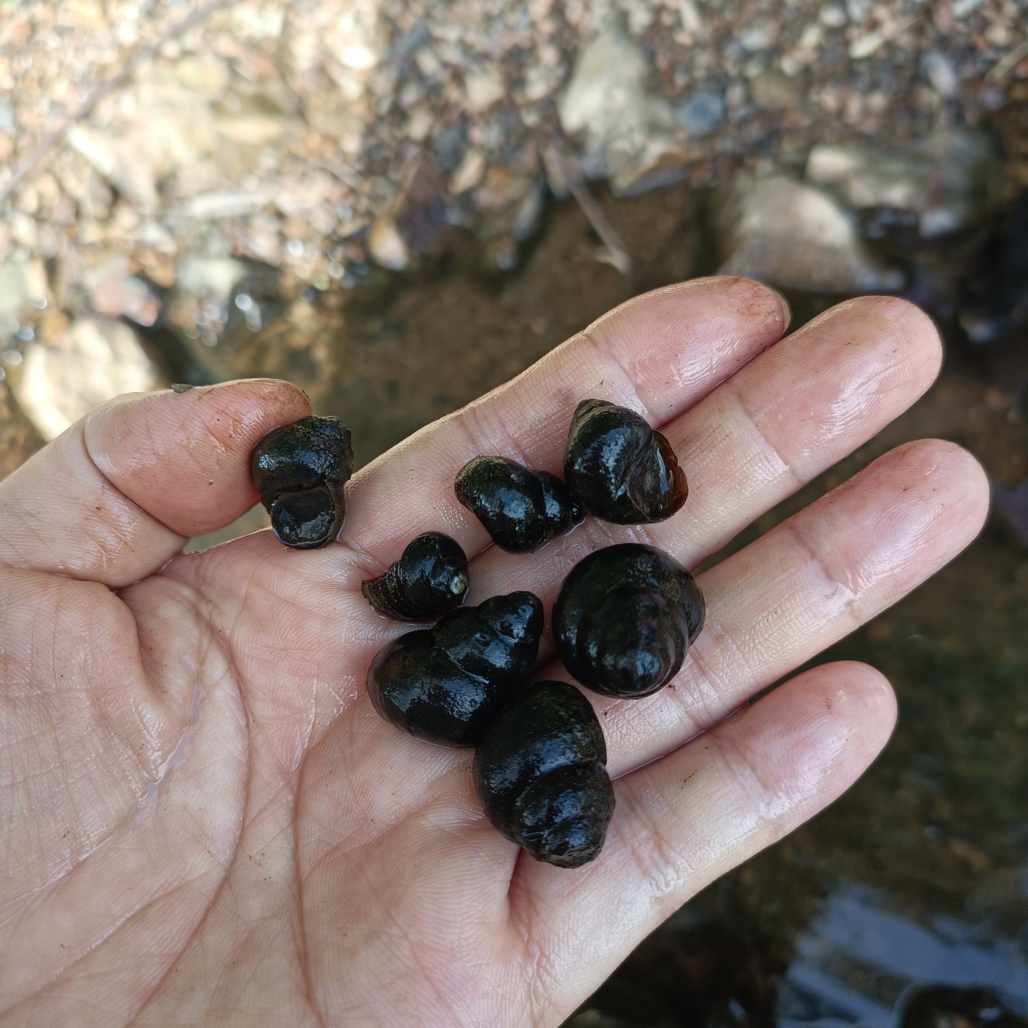 你吃过这种螺吗?