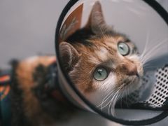 -Again Coffee Roaster(香蜜湖店)