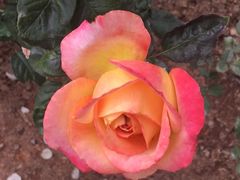 -人民公园(罗湖区)