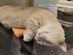 -momokira米努特·德文卷毛猫·棉花面纱犬