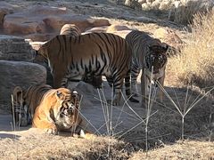 -北京野生动物园