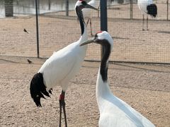 -盐城丹顶鹤湿地生态旅游区