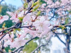 -顾村公园