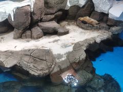 -海合安武汉极地海洋公园