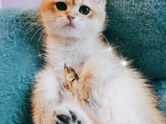 -70cat德文卷毛猫·缅因猫纯种猫舍