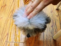 -志龙皇冠吃货椰子铺