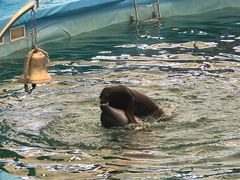 -尼莫海豚馆