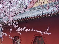 -桃花堤公园