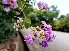 -雨花胜境