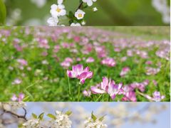 -盘龙城国家考古遗址公园