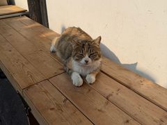 -鸣鹤古镇