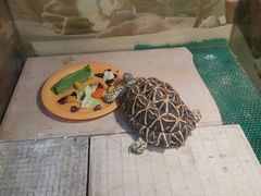 -上海大自然野生昆虫馆(东方明珠·爬宠昆虫探索中心)