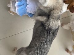 -怪兽屋·羊驼·猫咖·狗咖(俊华广场店)