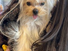 -帕帕拉兹宠物(亚洲旗舰店)