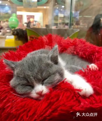 位于龙湖天街四楼,网红打卡地啦，狗道ex 多看几眼小