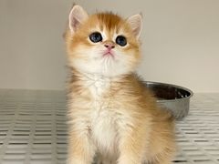 -lincat·猫舍(广州店)