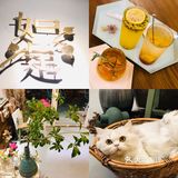 店内的小猫咪阿弥超级可爱~也很高冷