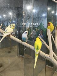 -神奇动物撸宠馆·羊驼·小浣熊·异宠(豫园店)