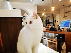 -有猫主题·治愈系猫咖(曾厝垵店)