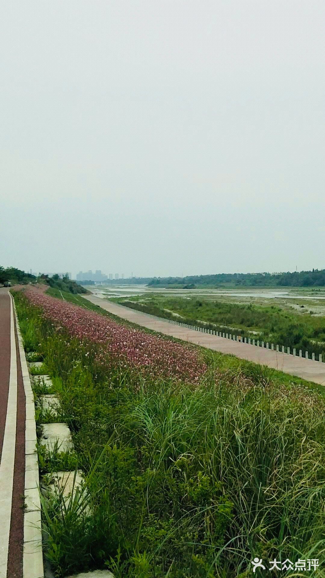 最近的花也开得好，河坡上长长一条粉色花带
