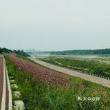 最近的花也开得好，河坡上长长一条粉色花带