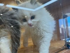 -猫十亿·布偶金渐层·曼基康矮脚猫舍(青年路店)