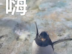 -珠海长隆海洋王国