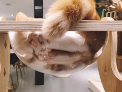 -飞行喵MR PILOT|猫舍·猫咖(静安大融城店)