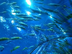 -芜湖新华联大白鲸海洋公园