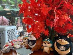 -柴犬高等学院·狗咖·柴犬售卖·宠物训练